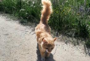 Discovery alert Cat Unknown Boudry Switzerland