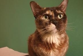 Disappearance alert Cat  Female , 5 years Yverdon-les-Bains Switzerland