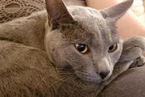 Disappearance alert Cat  Male , 2 years Conthey Switzerland