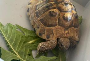 Discovery alert Tortoise Male Châtel-Saint-Denis Switzerland