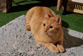 Discovery alert Cat Male Sion Switzerland