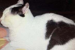 Disappearance alert Cat Female , 8 years Les Evouettes Switzerland