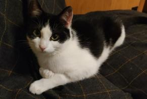 Disappearance alert Cat Female , 1 years Ayent Switzerland