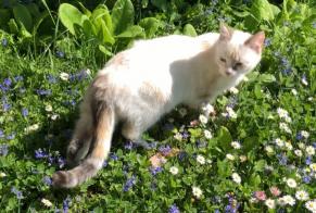 Disappearance alert Cat Female , 1 years Renens Switzerland