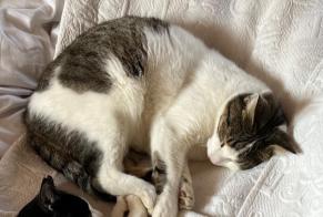 Disappearance alert Cat Male , 5 years Saint-Légier-La Chiésaz Switzerland