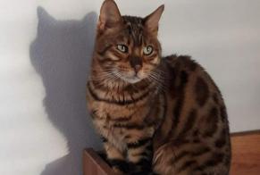 Disappearance alert Cat  Male , 8 years Bercher Switzerland