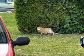 Discovery alert Cat miscegenation Unknown Renens Switzerland