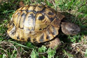 Disappearance alert Tortoise Male , 2022 years Thônex Switzerland