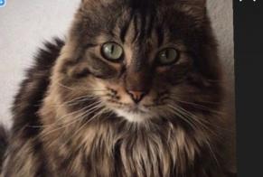 Disappearance alert Cat miscegenation Male , 7 years Veyras Switzerland