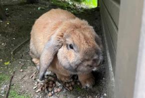 Disappearance alert Rabbit Male , 2022 years Oron-la-Ville Switzerland