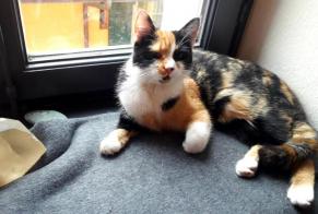 Disappearance alert Cat miscegenation Female , 4 years Savigny Switzerland
