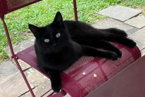 Disappearance alert Cat  Male , 3 years Morges Switzerland