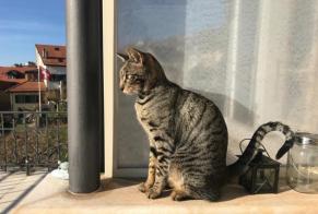 Disappearance alert Cat  Male , 4 years Bourg-en-Lavaux Switzerland