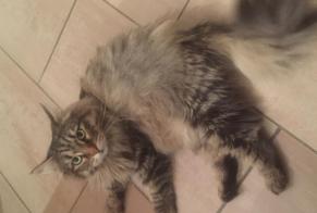 Disappearance alert Cat  Female , 10 years Peseux Switzerland