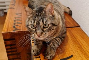 Disappearance alert Cat  Female , 6 years Lausanne Switzerland