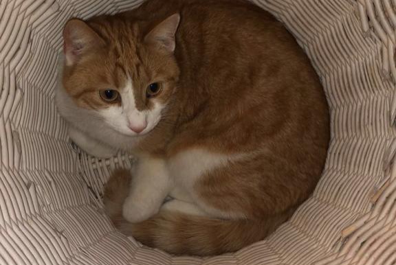 Disappearance alert Cat Male , 7 years Fribourg Switzerland