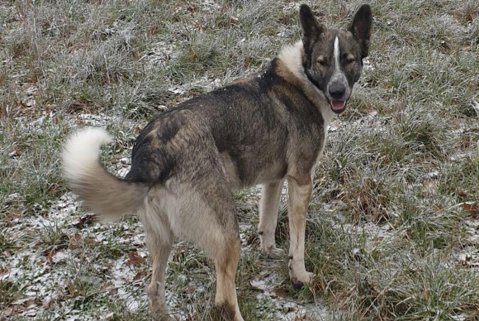 Disappearance alert Dog miscegenation Male , 6 years Colombies France