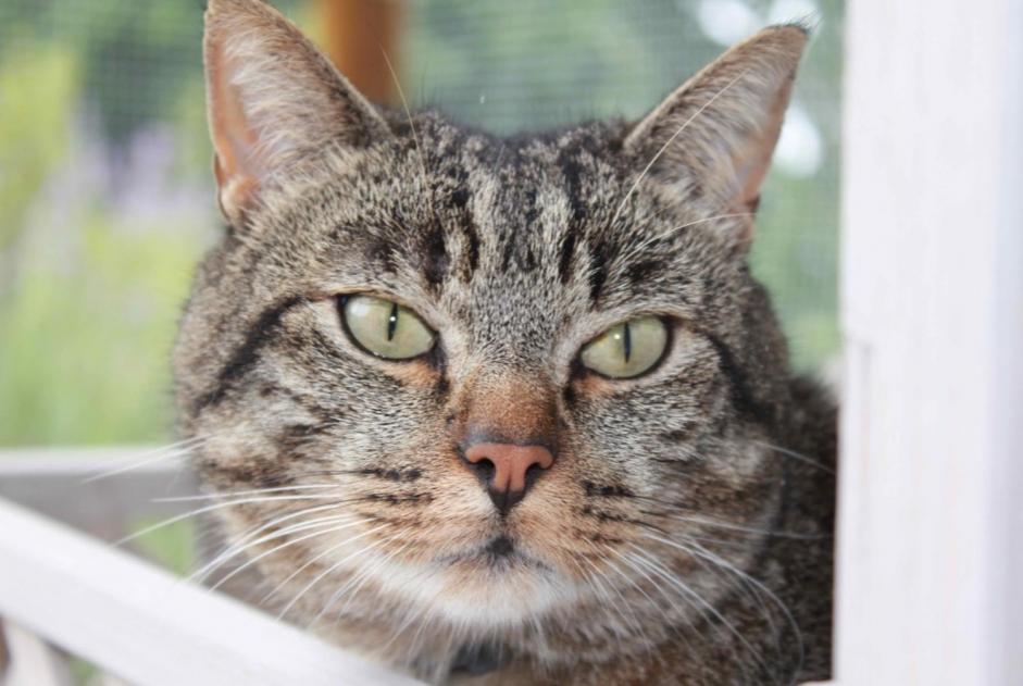Disappearance alert Cat miscegenation Male , 10 years Cottens Switzerland