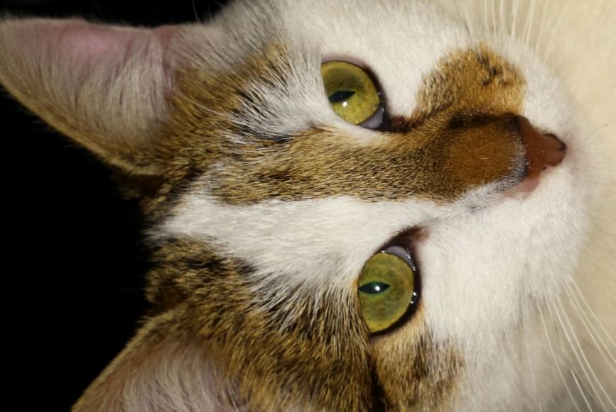 Disappearance alert Cat Female , 8 years Fully Switzerland