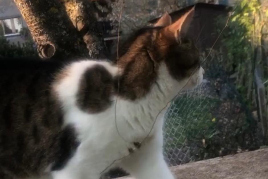 Disappearance alert Cat Female , 9 years Vufflens-la-Ville Switzerland