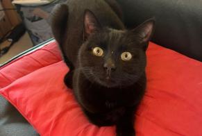 Discovery alert Cat Male , 1 year Reconvilier Switzerland