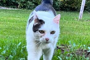 Disappearance alert Cat Male , 9 years Delémont Switzerland