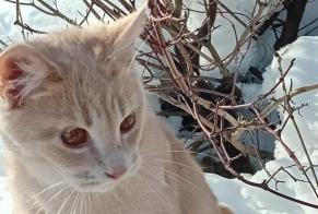 Disappearance alert Cat Male , 1 years Préverenges Switzerland