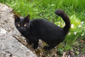Discovery alert Cat miscegenation Male Damphreux-Lugnez Switzerland