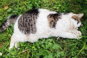 Discovery alert Cat Female Val-de-Ruz Switzerland
