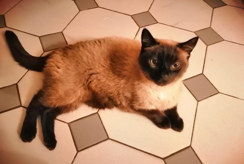 Disappearance alert Cat  Male , 13 years Unterseen Switzerland