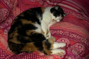 Disappearance alert Cat Female , 20 years Bois-d'Amont Switzerland