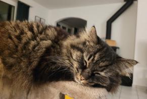 Disappearance alert Cat miscegenation Female , 7 years Bellmund Switzerland