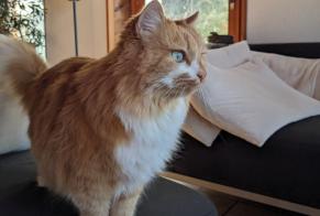 Disappearance alert Cat  Female , 12 years Jouxtens-Mézery Switzerland
