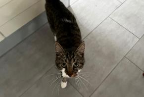 Discovery alert Cat  Unknown Denges Switzerland