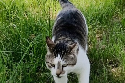 Disappearance alert Cat Male , 13 years Avenches Switzerland