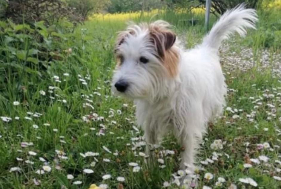 Disappearance alert Dog  Male , 9 years Chêne-Bourg Switzerland