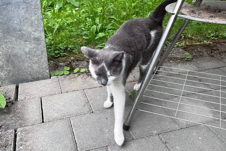 Discovery alert Cat Unknown , 1 year Zürich Switzerland