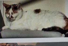 Disappearance alert Cat miscegenation Female , 10 years Bernex Switzerland