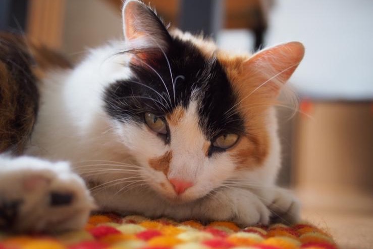 Disappearance alert Cat Female , 3 years Corsier-sur-Vevey Switzerland