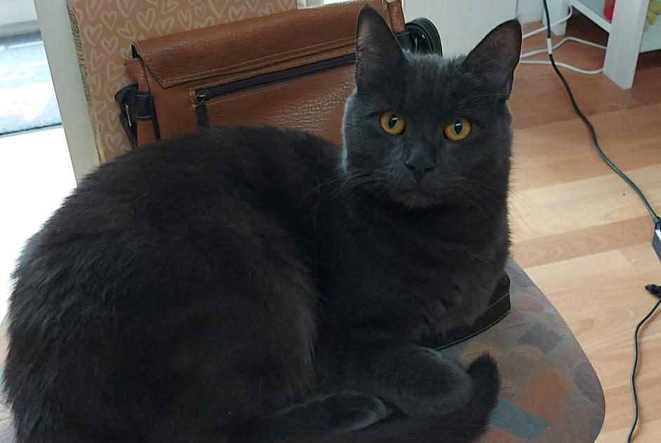 Disappearance alert Cat miscegenation Male , 2 years Fribourg Switzerland