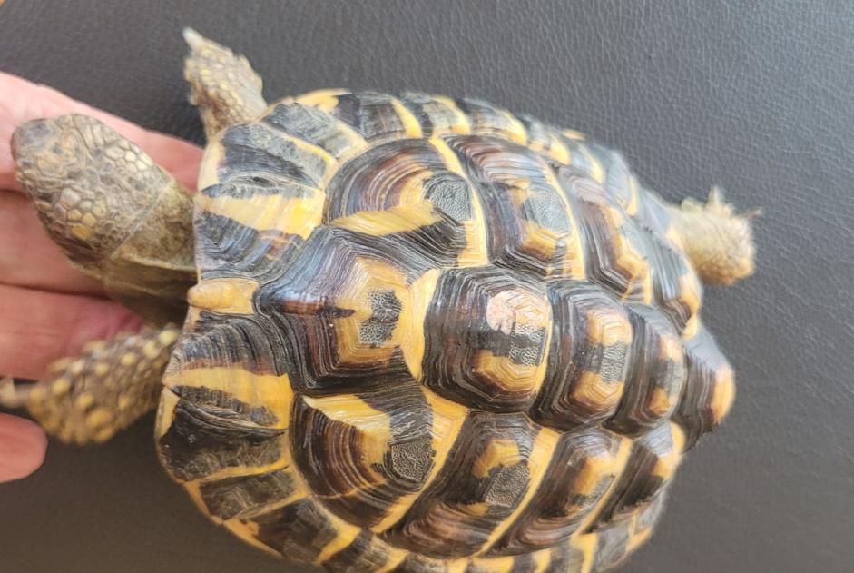 Discovery alert Tortoise Male La Brillaz Switzerland