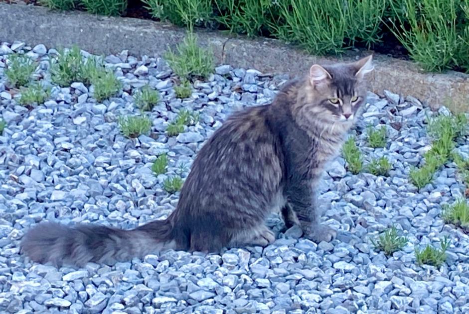 Discovery alert Cat Unknown , 4 years Pont-la-Ville Switzerland