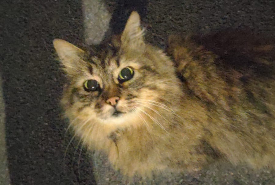 Discovery alert Cat  Unknown Echallens Switzerland