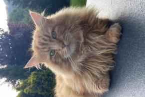 Disappearance alert Cat miscegenation Male , 7 years Val-de-Charmey Switzerland