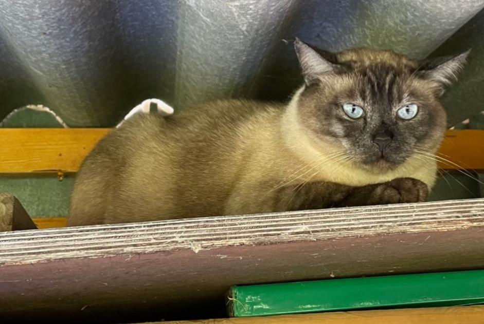 Disappearance alert Cat  Male , 4 years Estavayer Switzerland