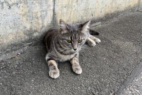 Discovery alert Cat Unknown Sion Switzerland