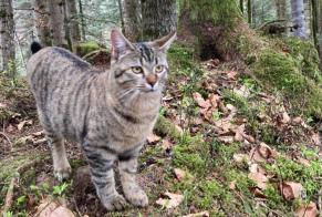 Disappearance alert Cat Female , 1 years Châtel-Saint-Denis Switzerland