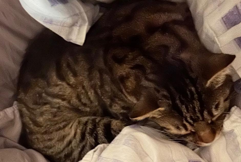 Disappearance alert Cat  Male , 5 years Versoix Switzerland
