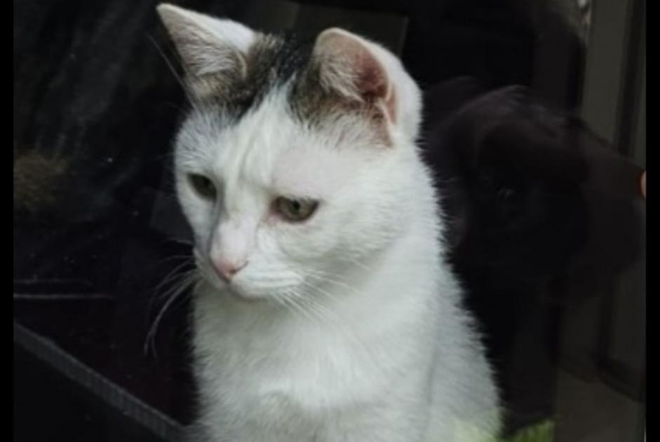Disappearance alert Cat Male , 2 years Boncourt Switzerland