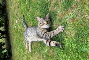 Discovery alert Cat Male Renens Switzerland